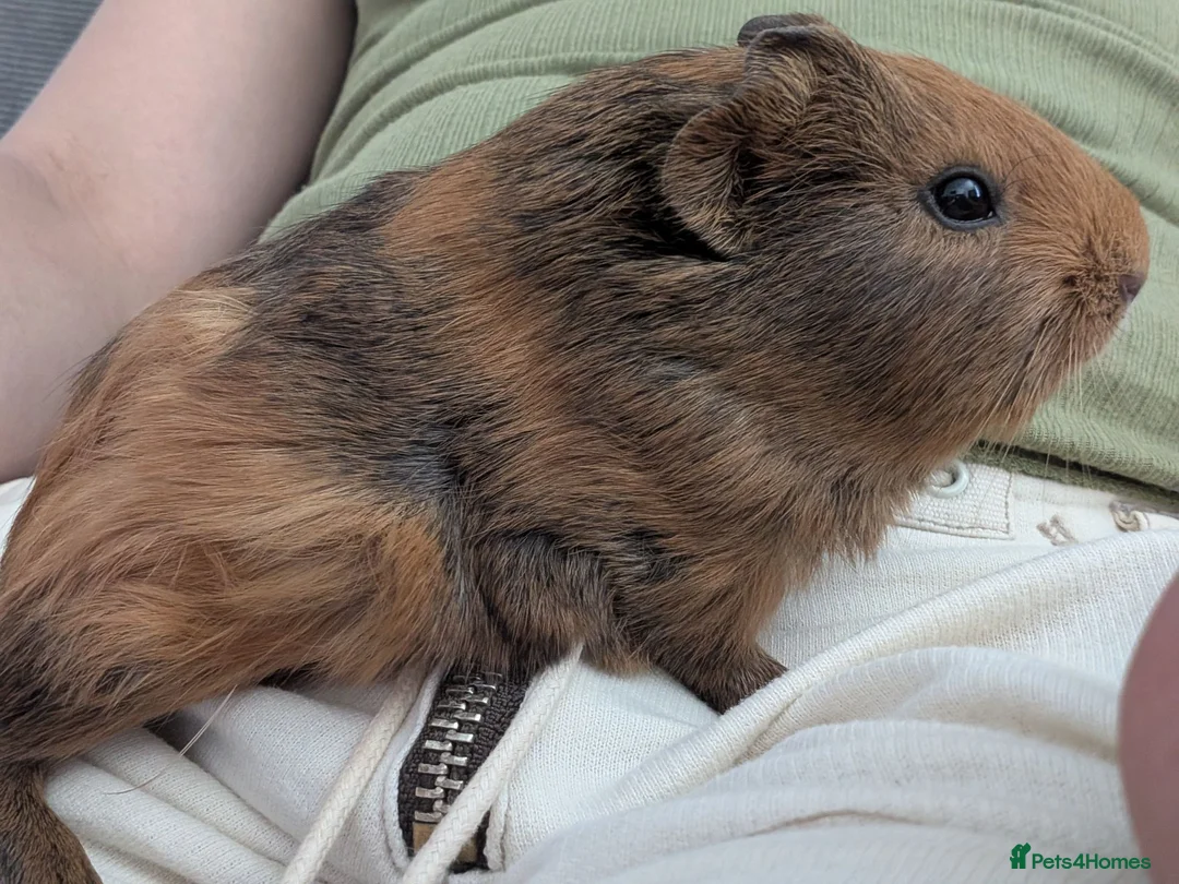 Guinea Pig rodents for sale: 4 week old male guinea pig needs to be rehomed in Aldershot - Advert 2