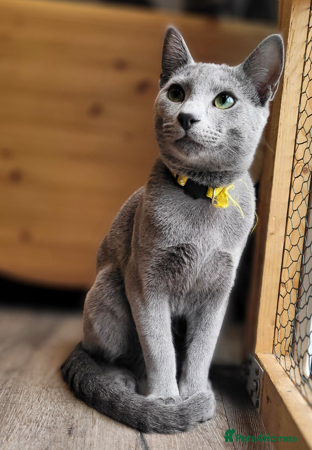 Russian Blue cats for sale: Pure Russian Blue kittens for sale  - Advert 3