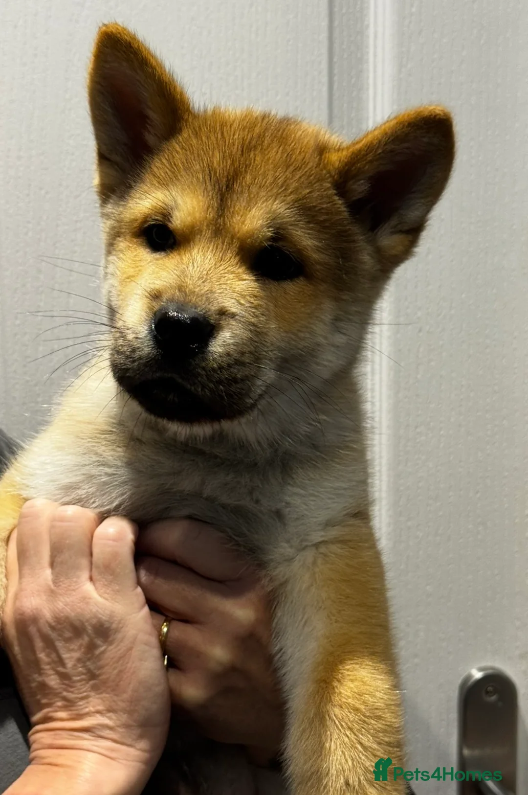 Mixed Breed dogs for sale: Chowski puppies for sale  - Advert 4