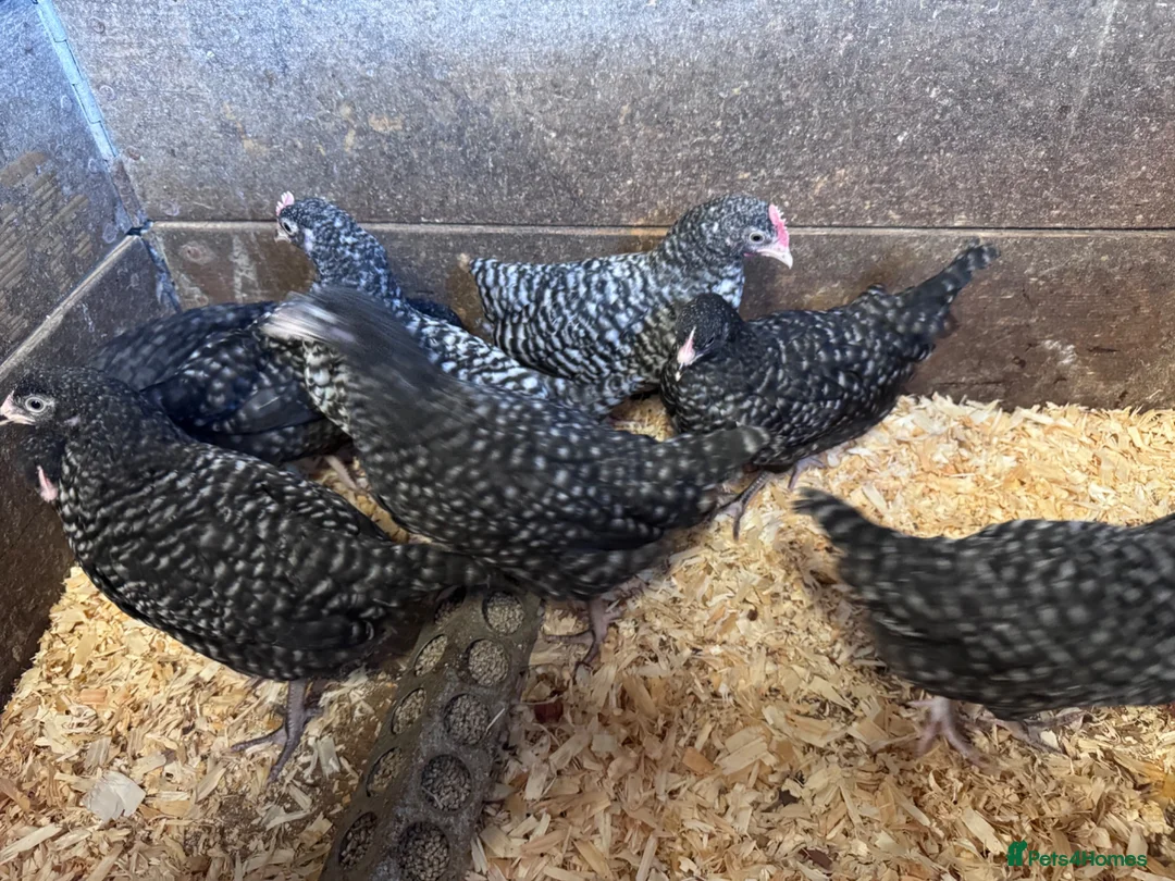 Chickens poultry for sale: Cuckoo Maran Banty hens and cockerels  in Stoke-on-Trent - Advert 4