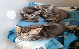Mixed Breed cats for sale: Fluffy Bundles of Joy :) - Image 6