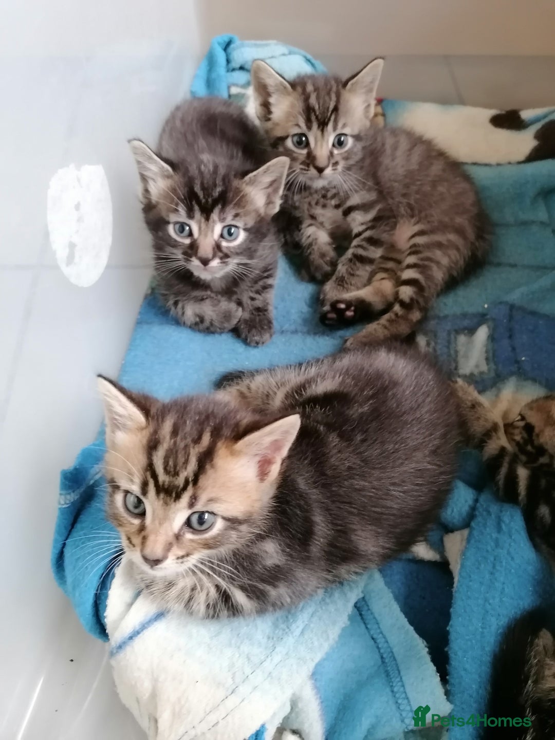 Mixed Breed cats for sale: Fluffy Bundles of Joy :) - Image 6