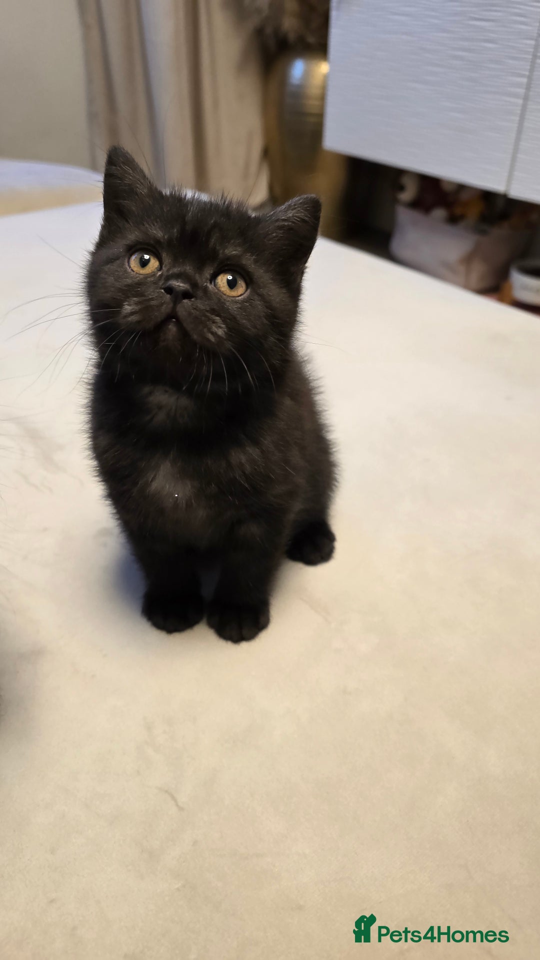 British Shorthair cats for sale: 💫RARE💫 BLACK SMOKE FEMALE & BLUE LONGHAIR MALE  - Advert 20