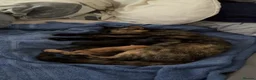 Domestic Shorthair cats for sale: Kittens soon to be ready to have homes in March - Advert 8