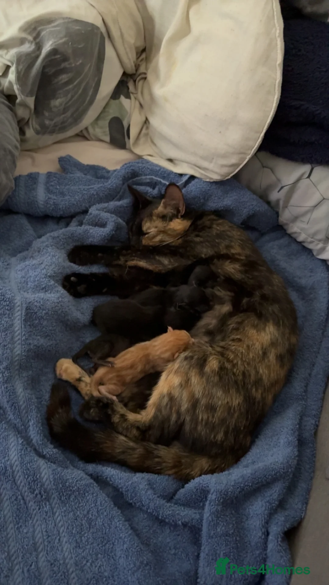 Domestic Shorthair cats for sale: Kittens soon to be ready to have homes in March - Advert 8