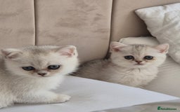 British Shorthair cats for sale: British shothair sinshil kittens  - Image 15