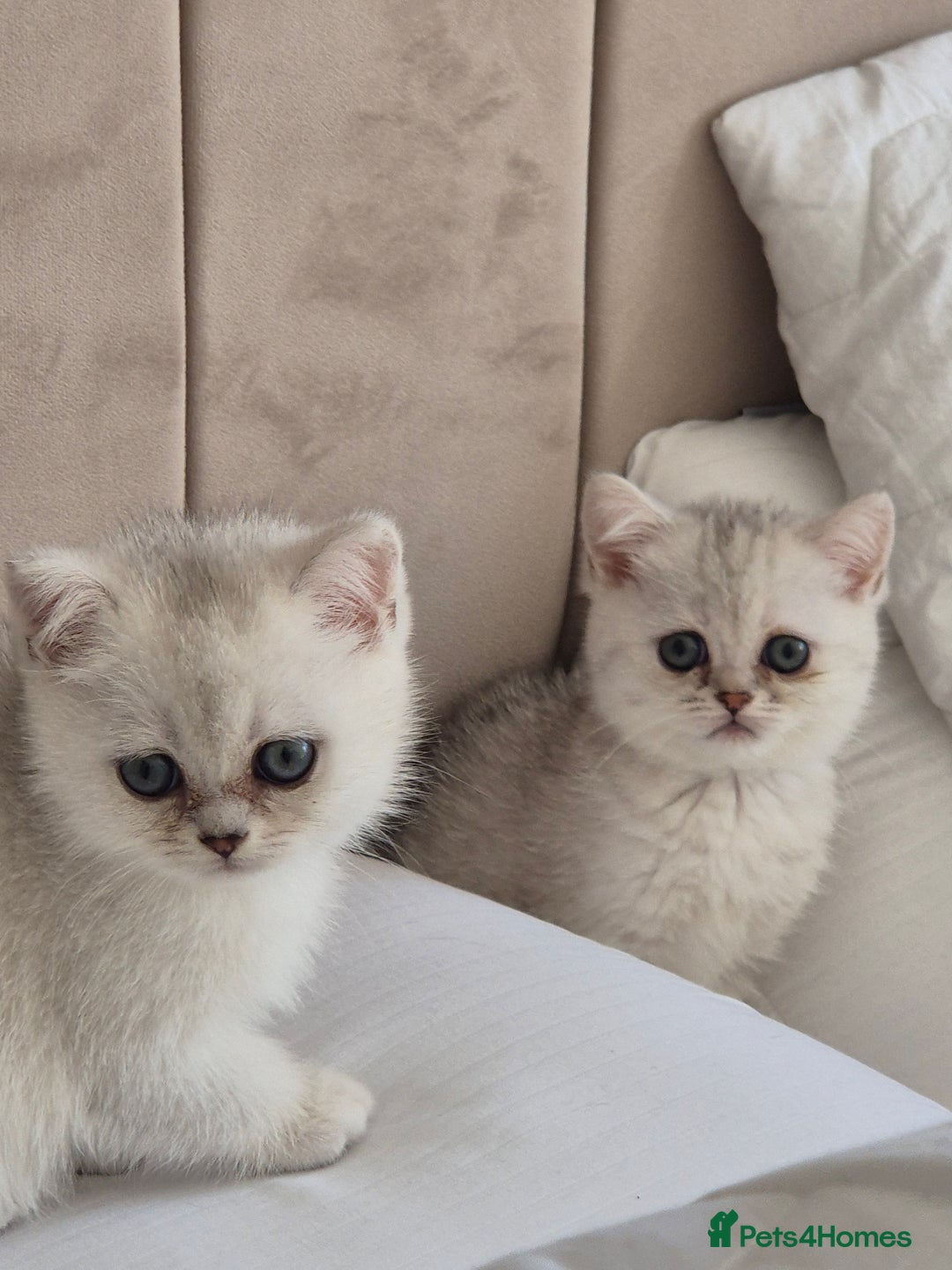 British Shorthair cats for sale: British shothair sinshil kittens  - Image 15
