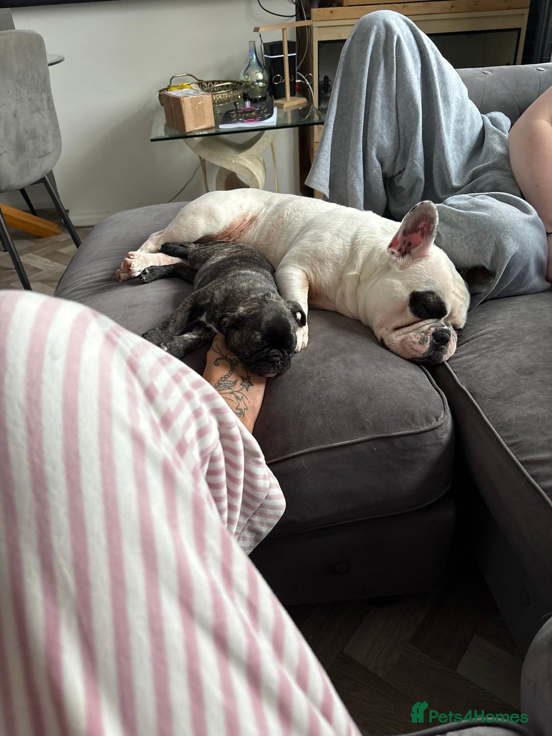 Frug dogs for sale: Girl frug ready to go to her forever home - Image 21