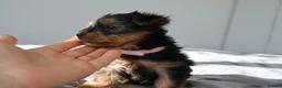 Yorkshire Terrier dogs for sale: Adorable Yorkshire Terrier Puppies 5 11.11.2026 - Advert 34