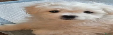 Maltese Puppy 1