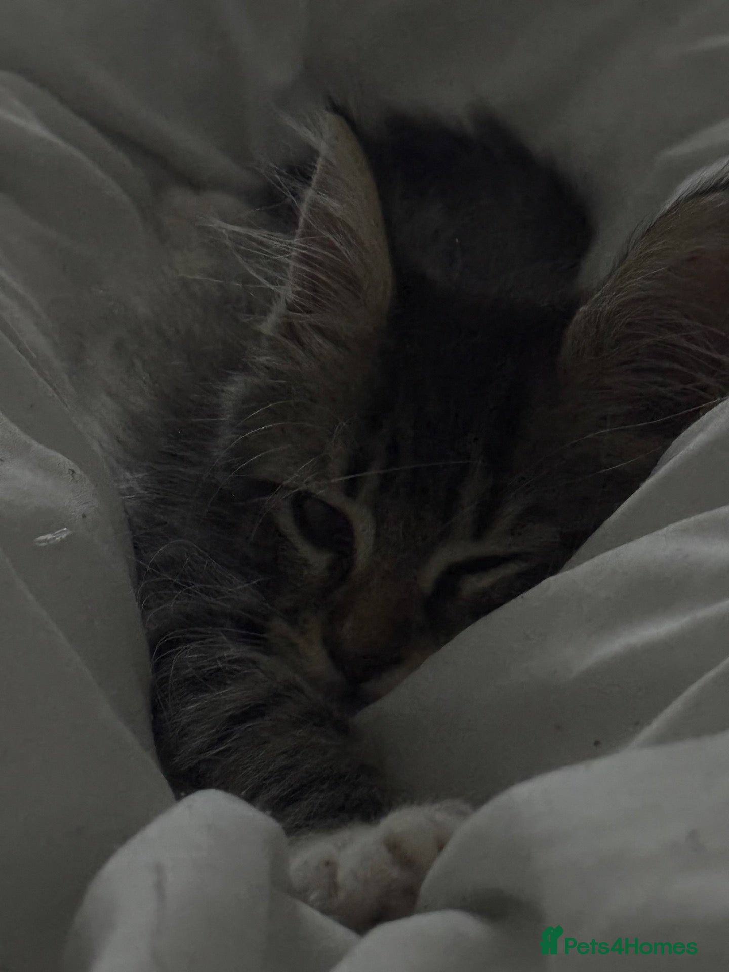 Mixed Breed cats Tiger tabby cat  - Advert 6