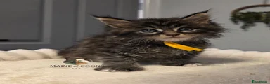 Maine Coon 1
