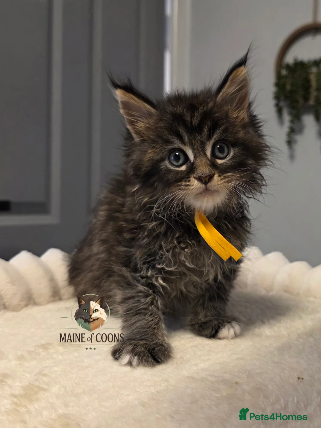 Maine Coon cats for sale: Maine coon kittens - Advert 40