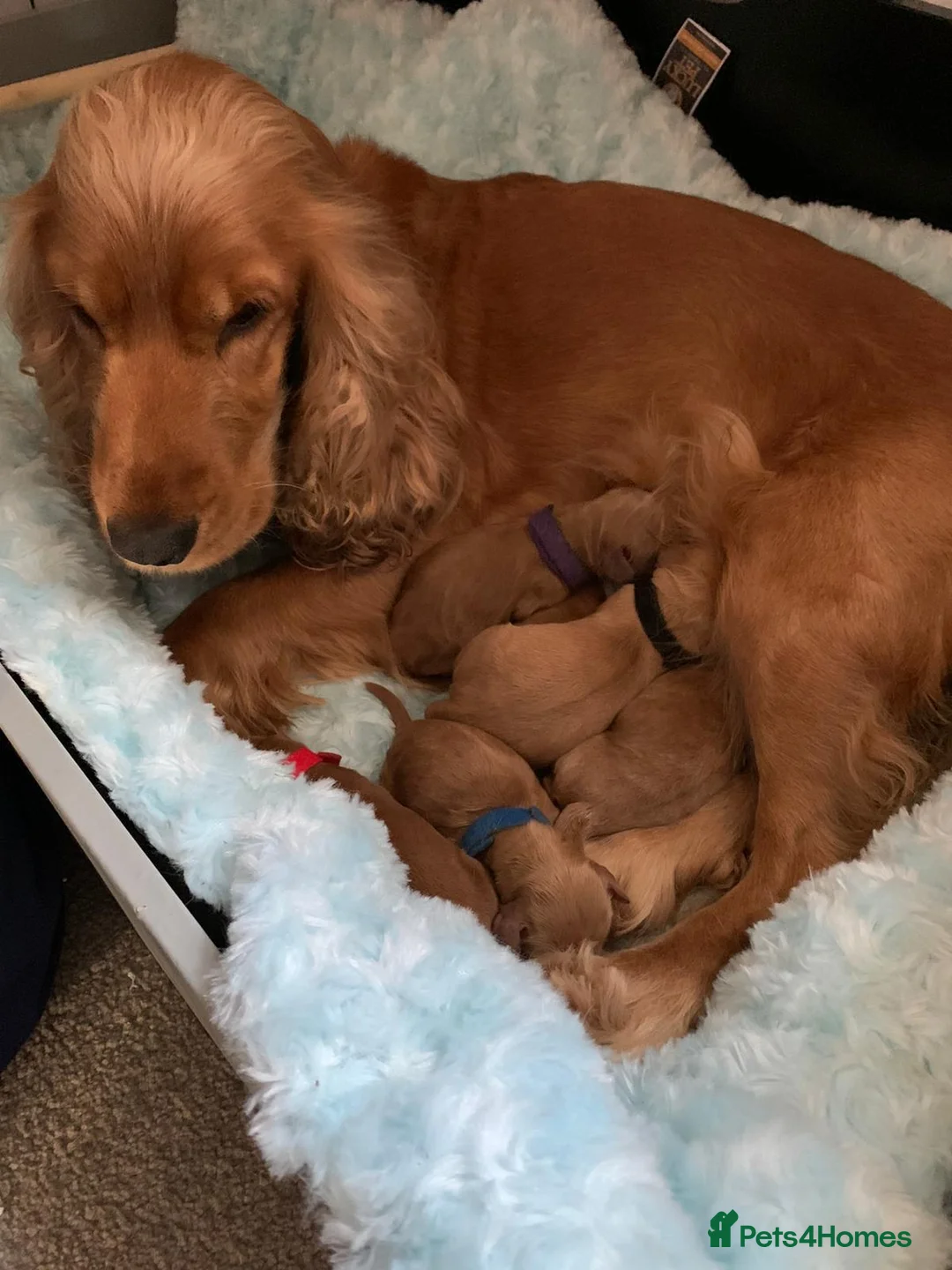 Miniature Poodle dogs for stud: KC Fox Red Fully Health Tested Miniature Poodle in Wirral - Advert 9