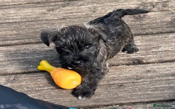 Mixed Breed dogs for sale: Stunning Wowzer pups  - Image 2