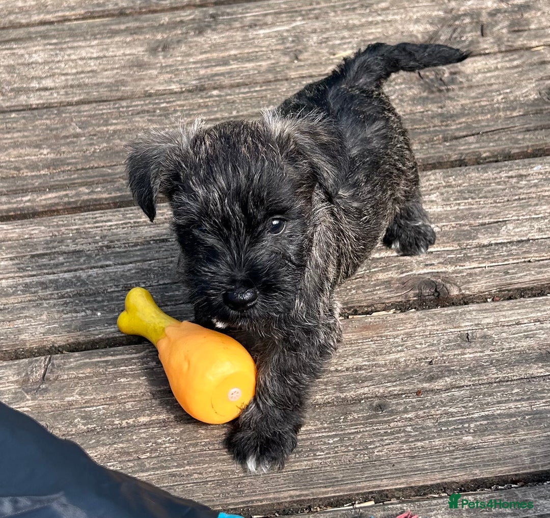 Mixed Breed dogs for sale: Stunning Wowzer pups  - Image 2