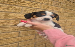 Mixed Breed dogs for sale: Jack russell x cavalier king Charles  - Image 9