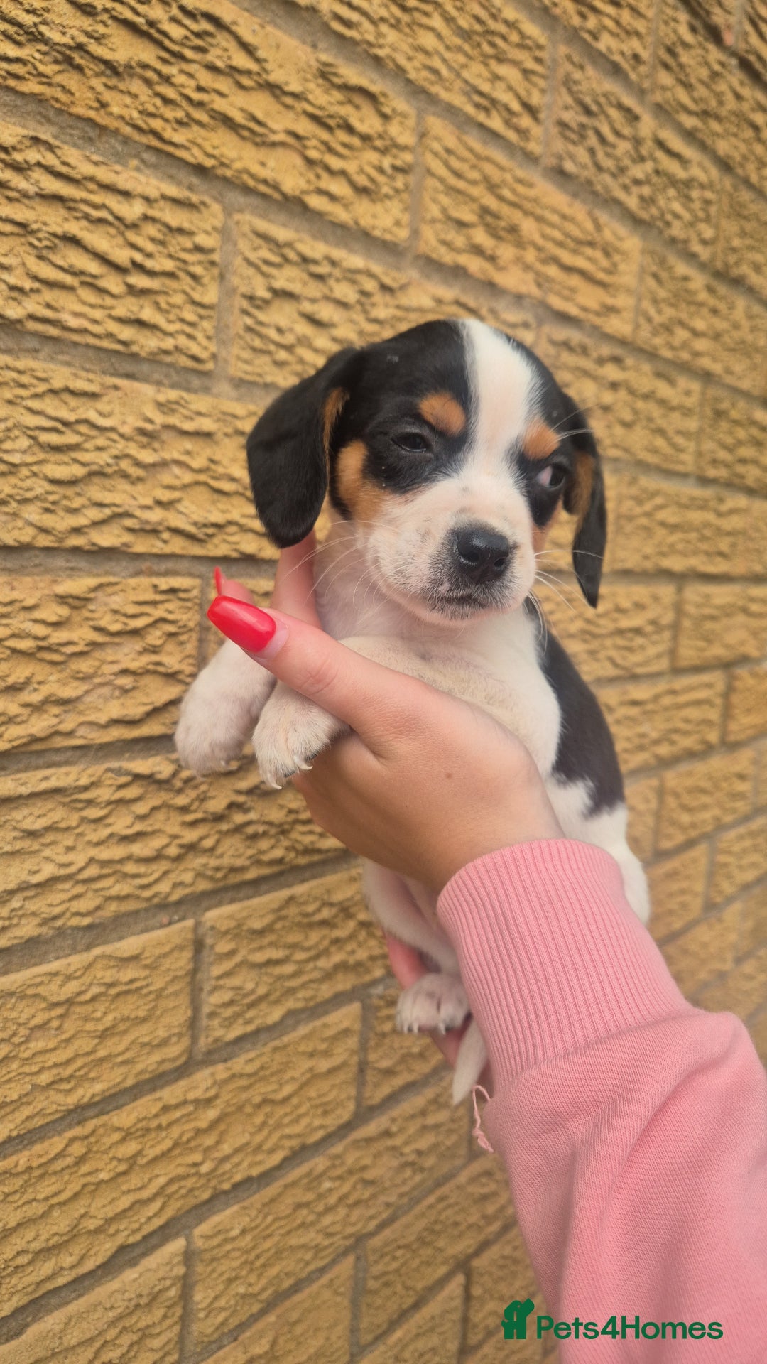 Mixed Breed dogs for sale: Jack russell x cavalier king Charles  - Image 9