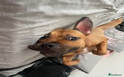 Mixed Breed dogs for sale: Rambo & Nala - Image 2