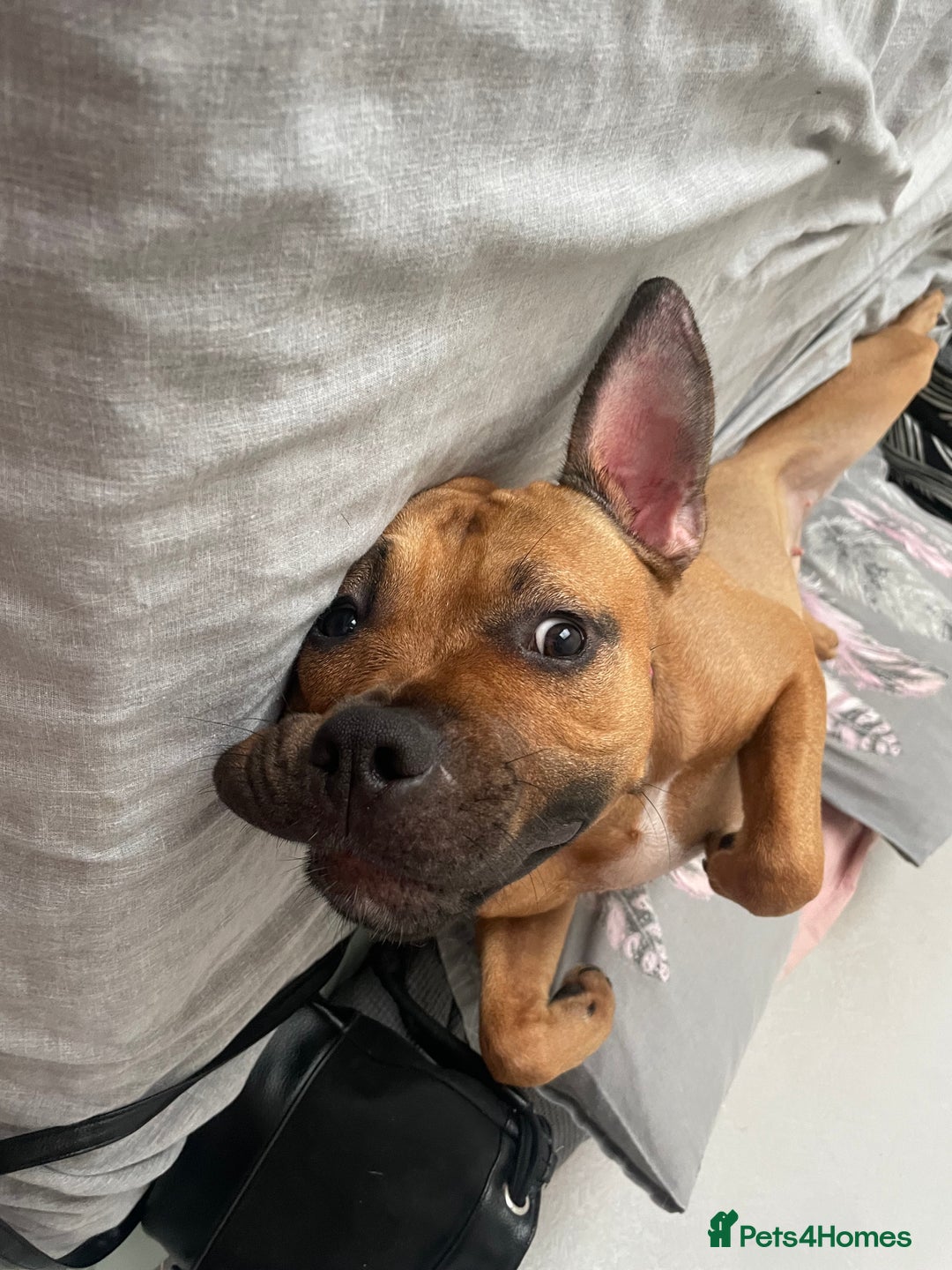 Mixed Breed dogs for sale: Rambo & Nala - Image 2