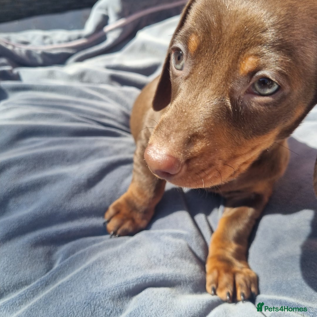 Miniature Dachshund dogs for sale: Mini Dachshund Puppies - Image 13