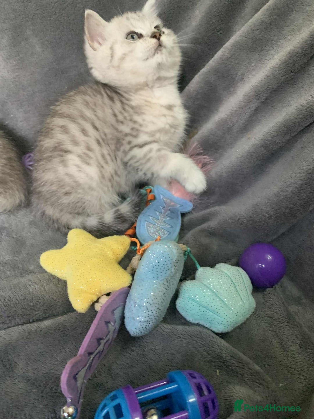 British Shorthair cats for sale: BSH quality Silvers - Image 5