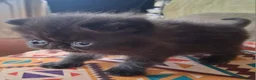 Exotic cats for sale: Pedigree Exotic Kittens - Advert 2