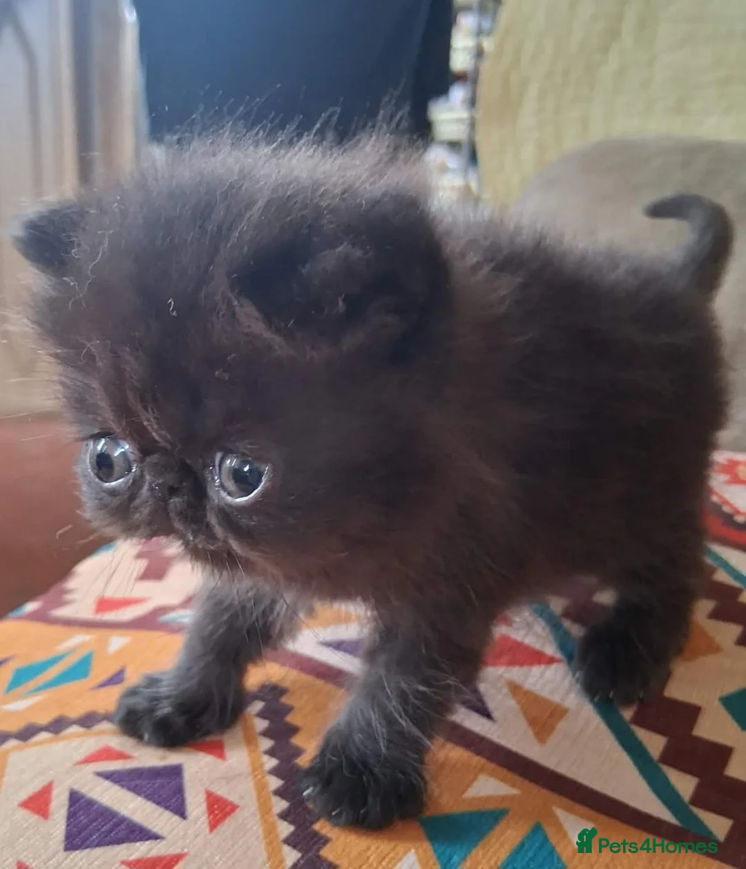 Exotic cats for sale: Pedigree Exotic Kittens - Advert 2