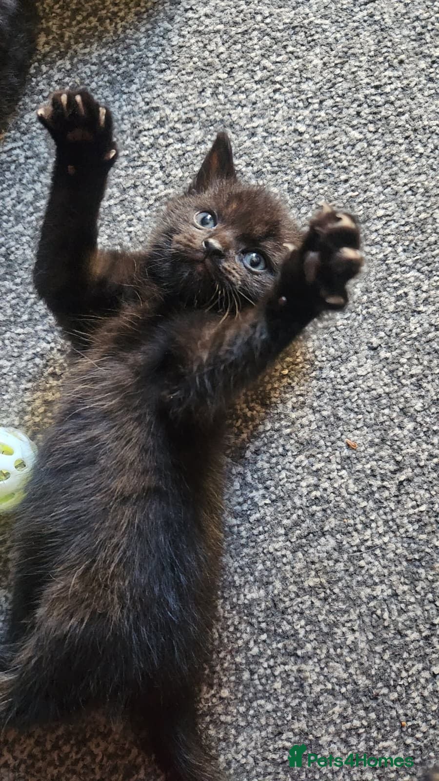 Mixed Breed cats 3 Gorgeous Kittens for Sale - Advert 5