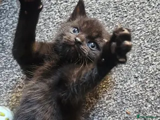 Mixed Breed cats 3 Gorgeous Kittens for Sale - Advert 5