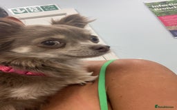 Chihuahua dogs for sale: Long Haired Chiahuahua - Image 2