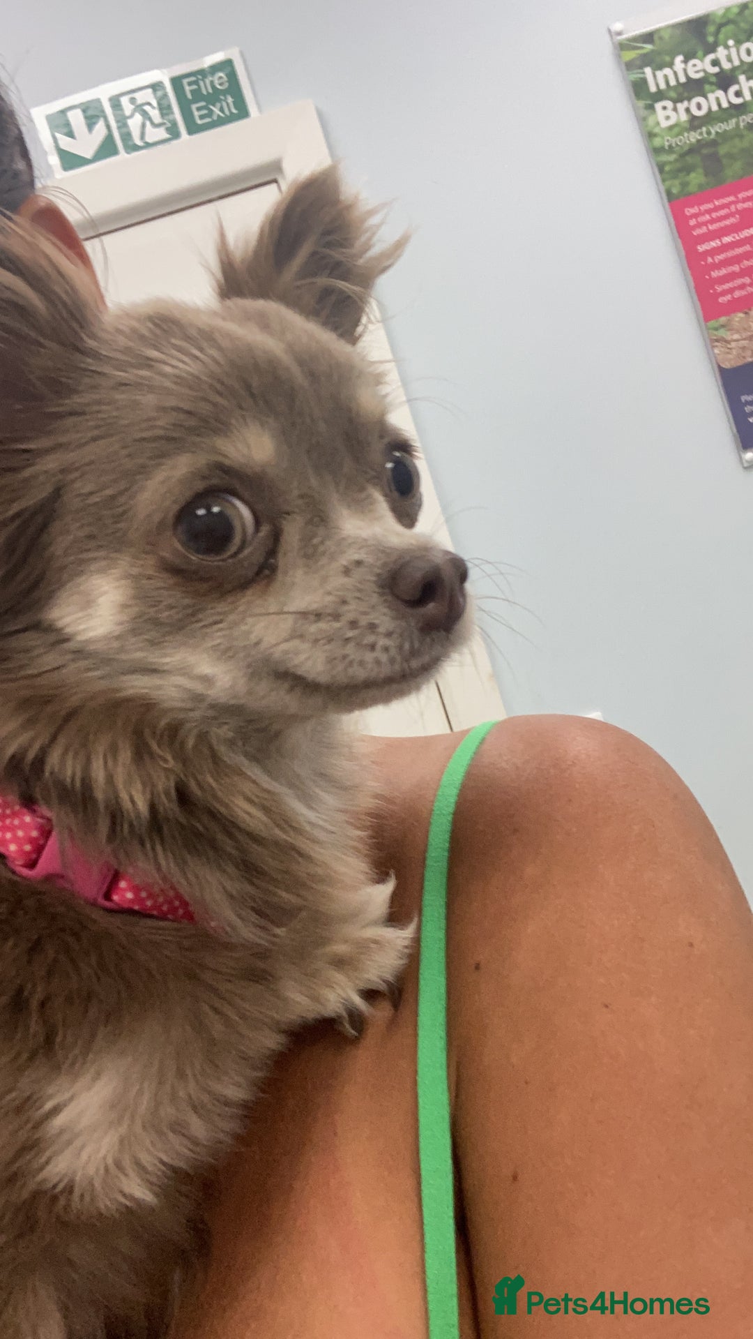 Chihuahua dogs for sale: Long Haired Chiahuahua - Image 2