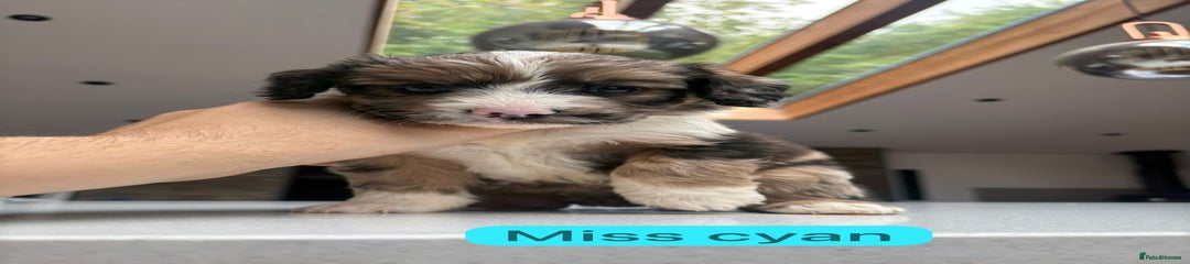 Miss Cyan