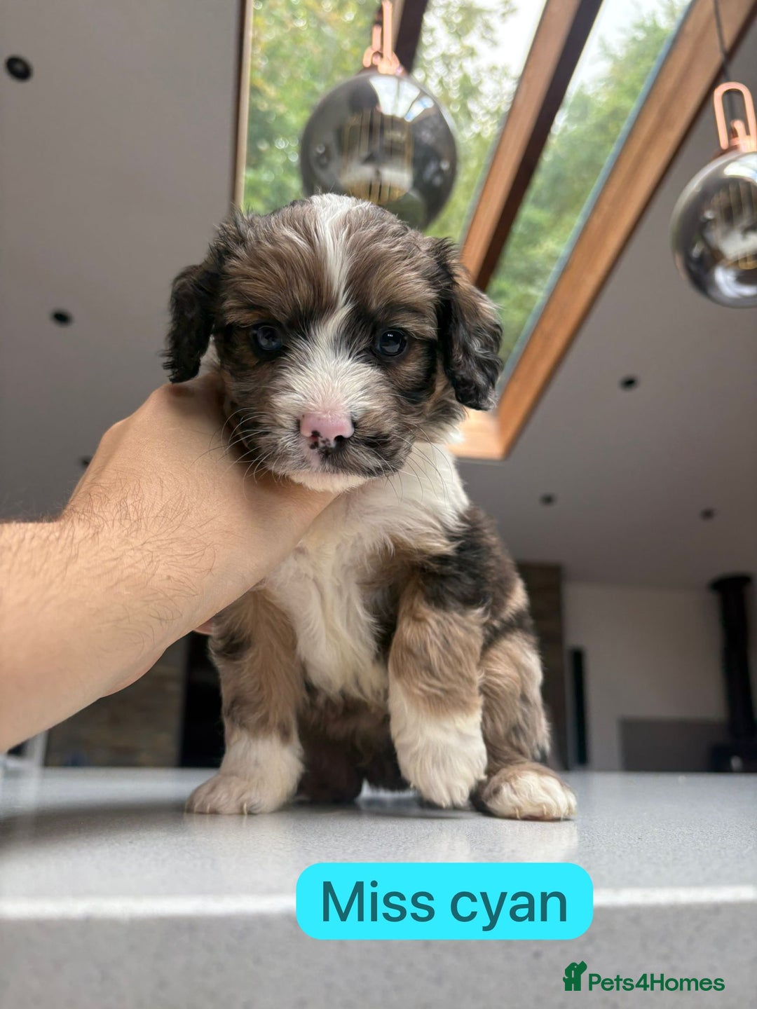 Mixed Breed dogs for sale: Outstanding Saint Bernadoodle Puppies  - Image 2