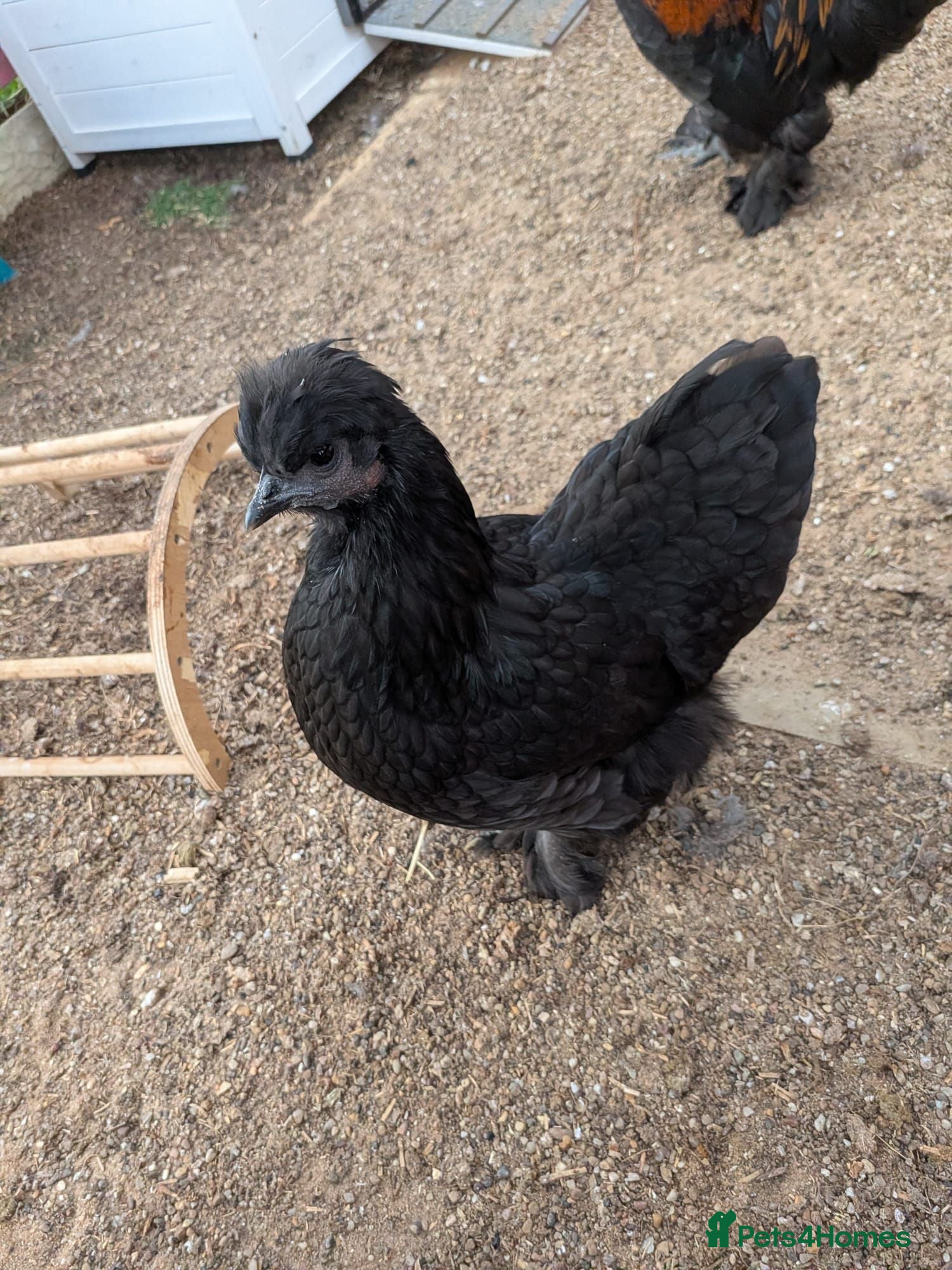 Chickens poultry Black Silkie chicken  - Advert 2