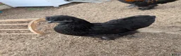 Chickens poultry for sale: Black Silkie chicken  - Advert 2
