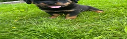 Rottweiler dogs for sale: German x Hungarian Rottweiler puppies - Advert 3
