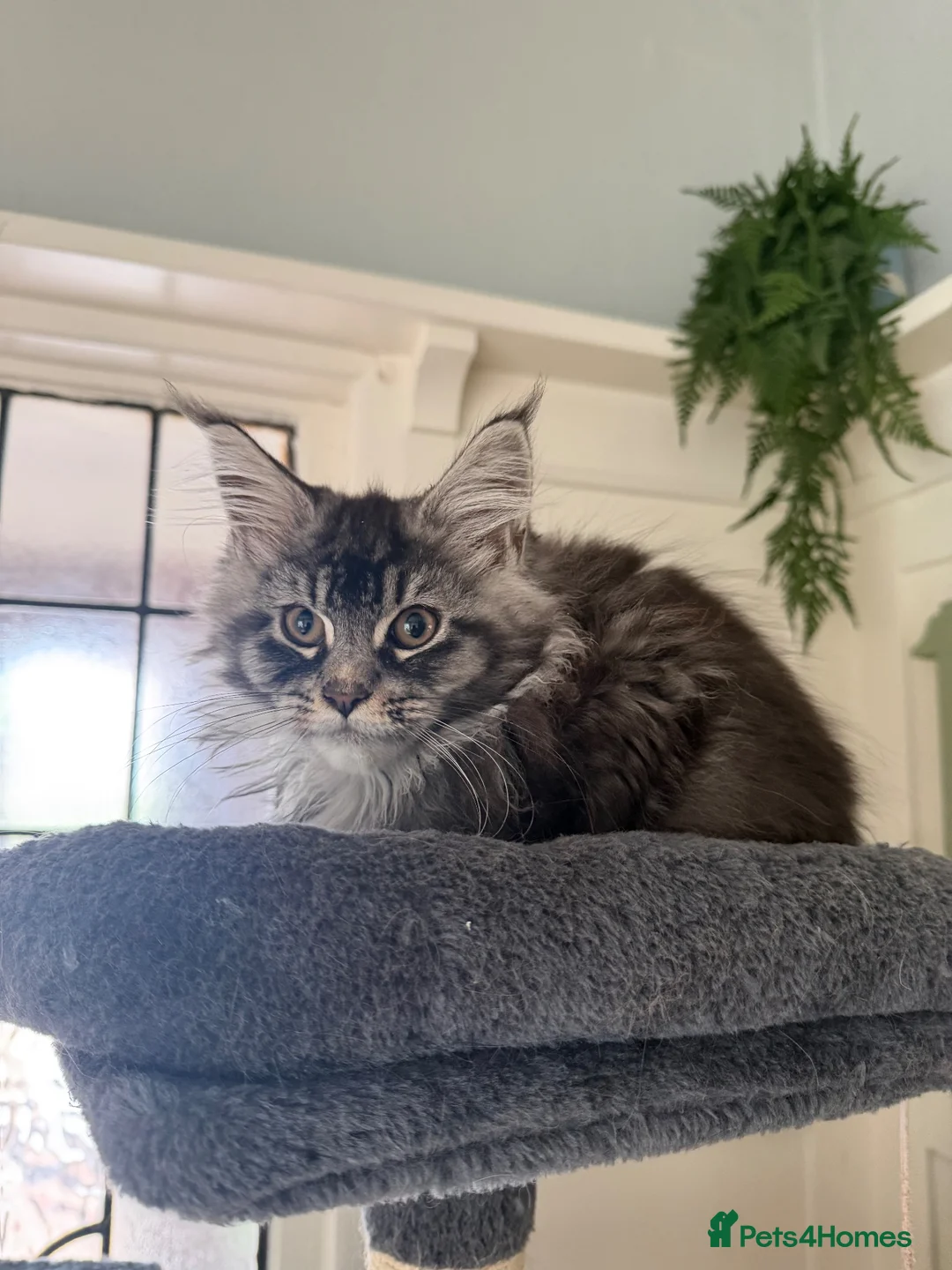 Maine Coon cats for sale: Maine coon kittens TICA - Advert 12