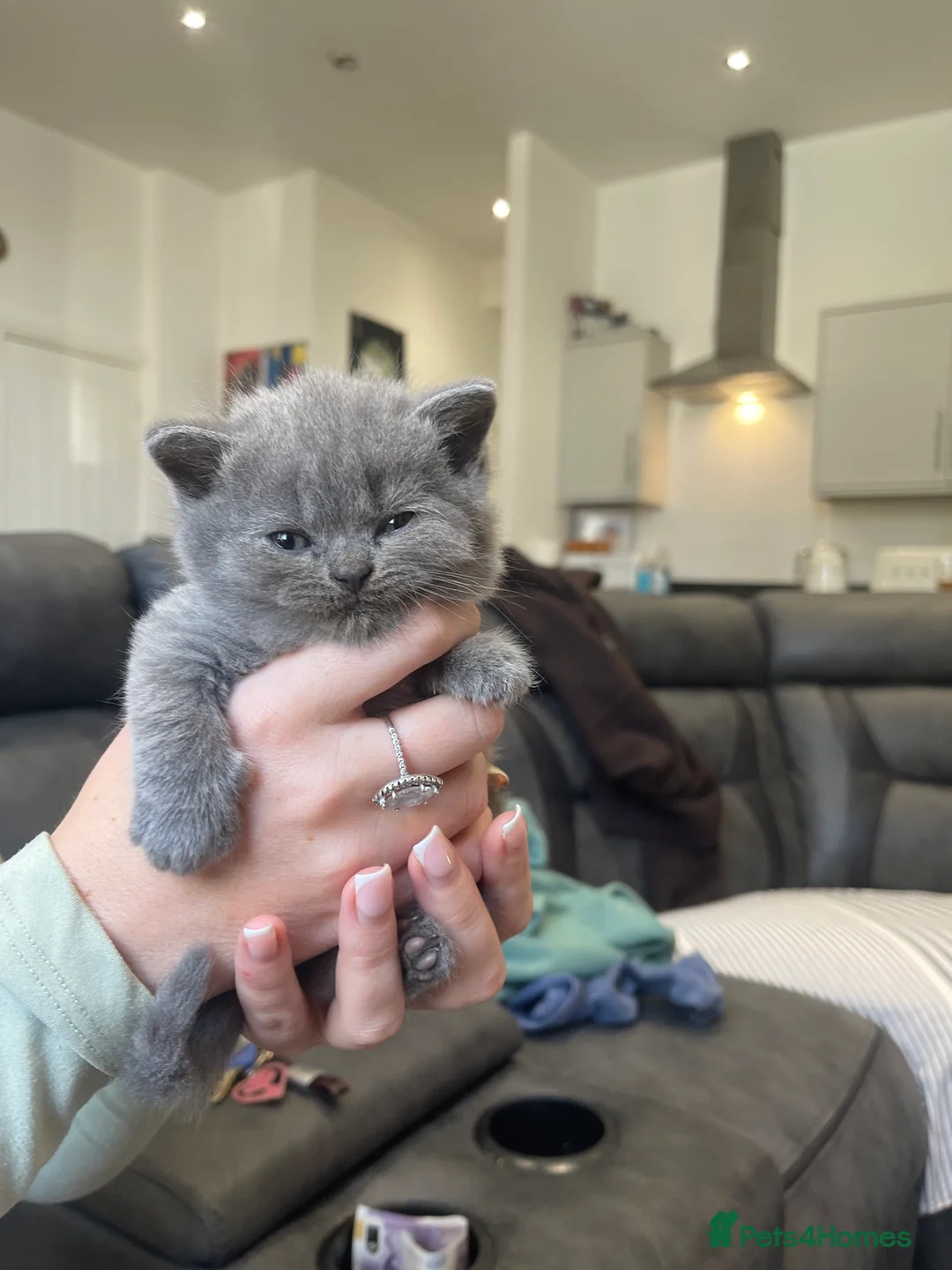 British Shorthair cats for sale: New litter of five from Blue Dream nurseries.  in Oldham - Advert 6