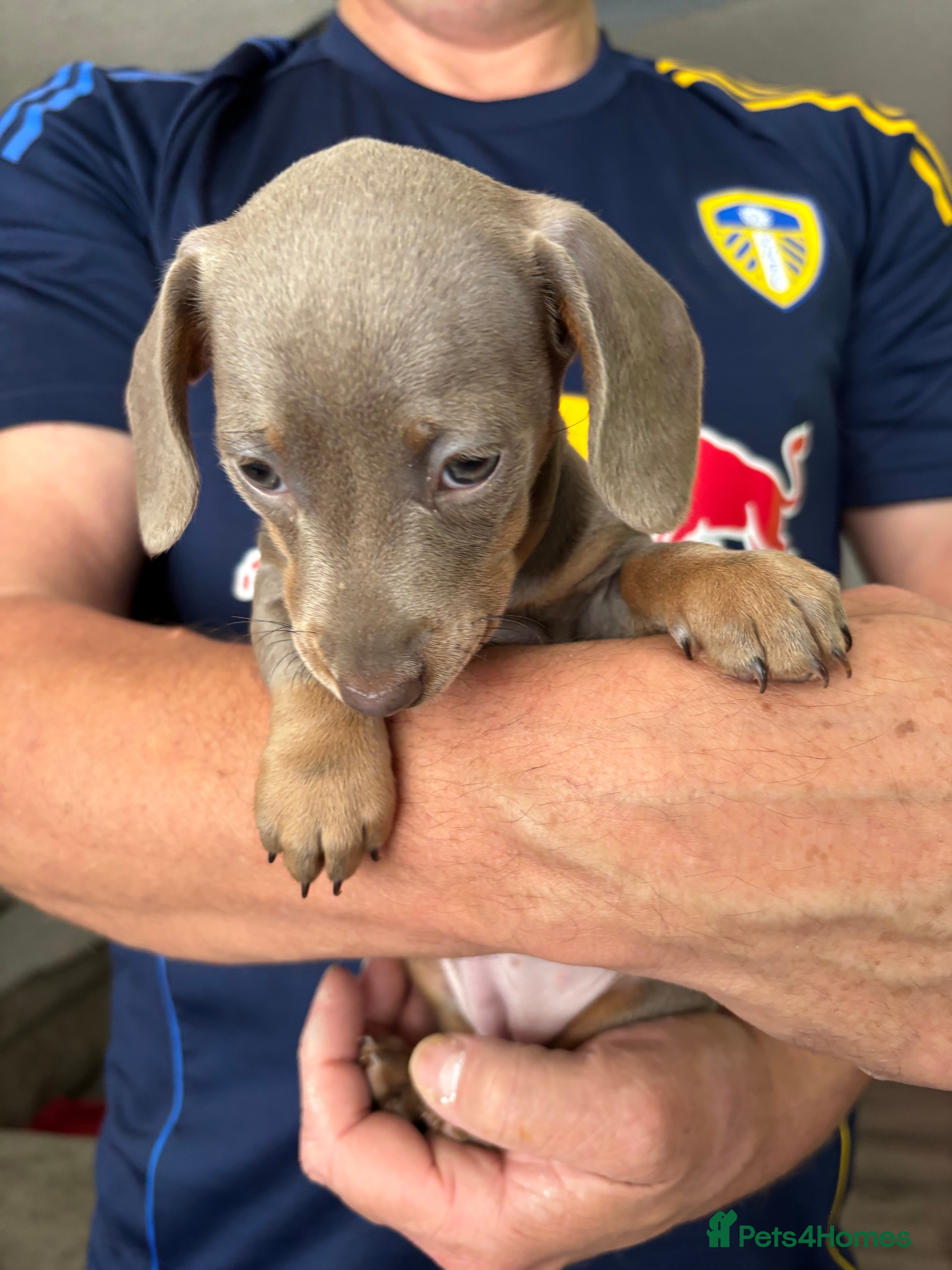 Miniature Dachshund dogs Miniature Dachshunds Smooth Haired KC Registered. - Advert 2
