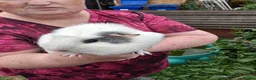 Guinea Pig rodents for sale: 2 male guinea pigs in Wisbech - Advert 2