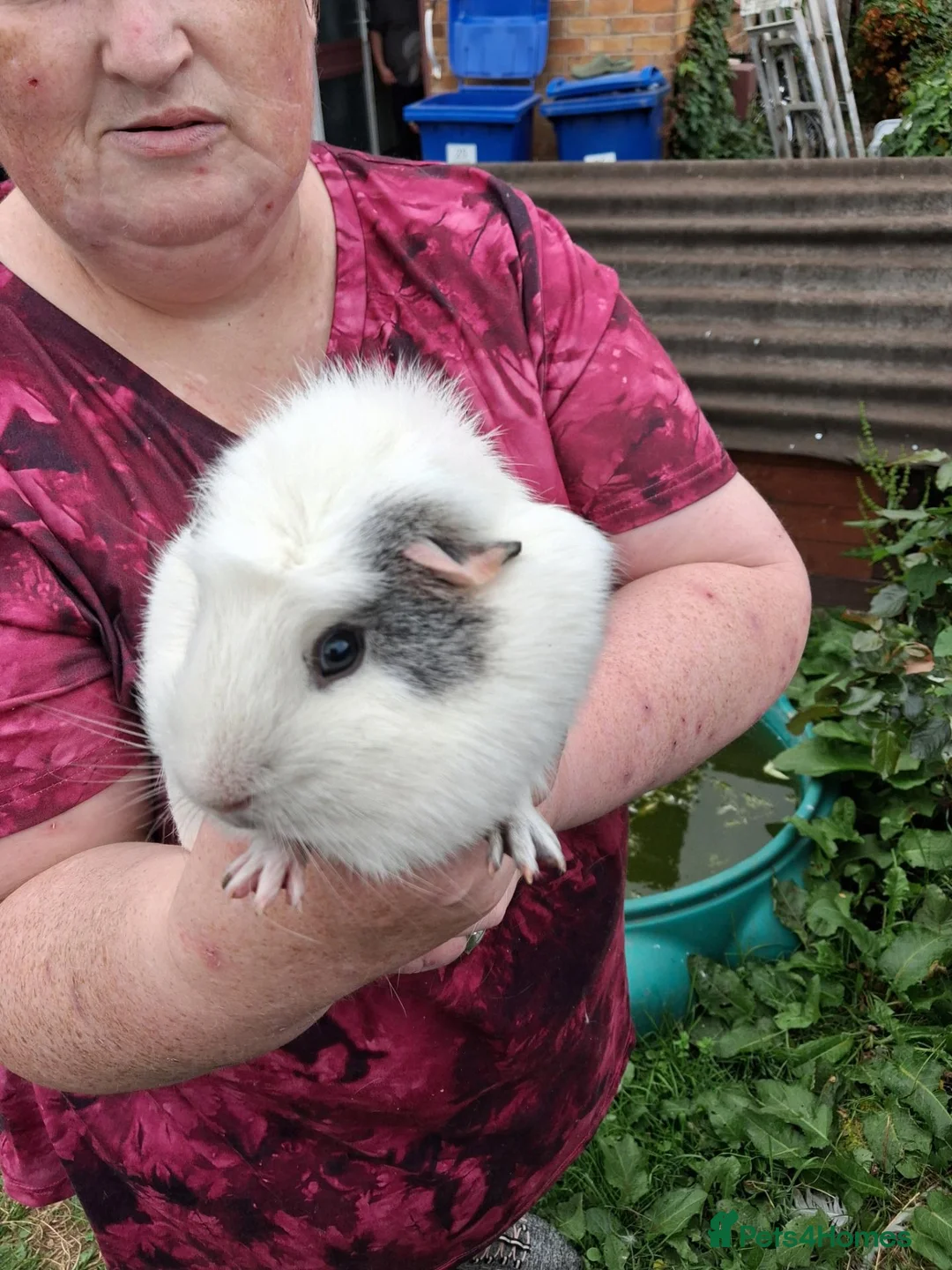 Guinea Pig rodents for sale: 2 male guinea pigs in Wisbech - Advert 2