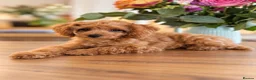 Cockapoo dogs for sale: 1 female Cockerpoo fully vaccinated  - Advert 6