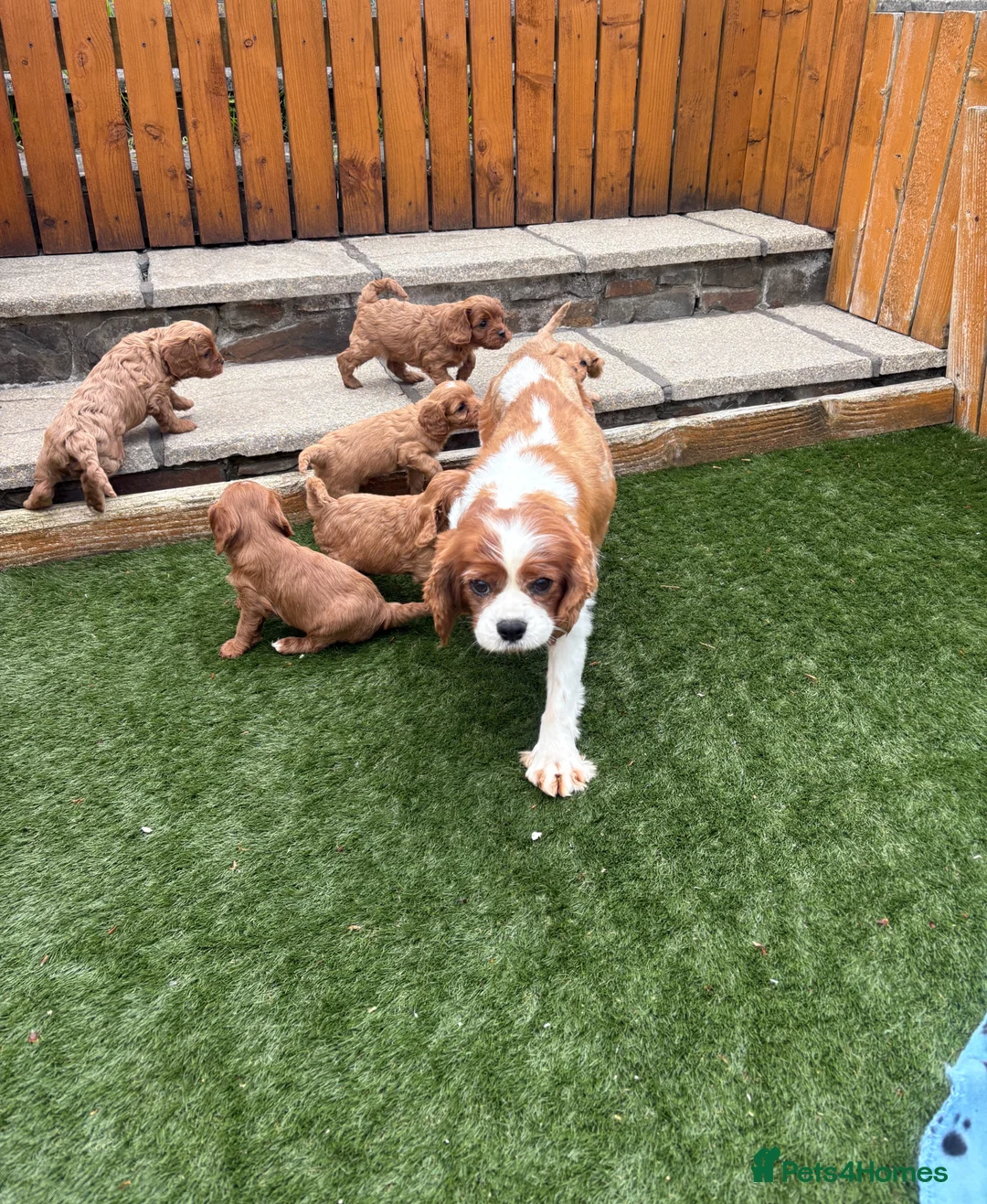 Cavapoo dogs for sale: Stunning F1 Cavapoo pups, out of DNA tested parent - Advert 2