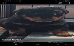 Rottweiler dogs for sale: Rottweiler puppies - Image 7