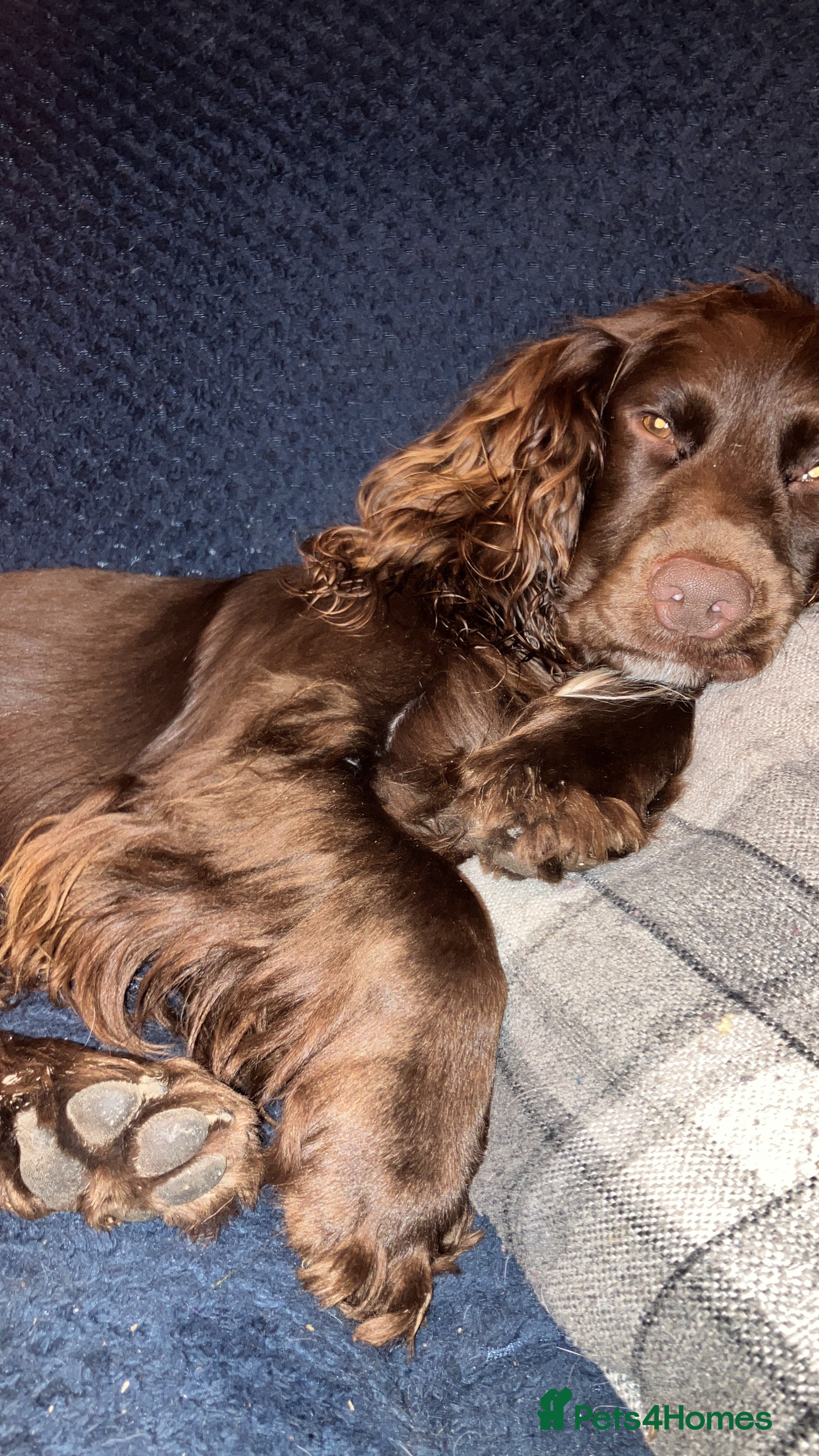 Cocker Spaniel dogs cocker spaniel puppies  - Advert 7