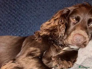 Cocker Spaniel dogs cocker spaniel puppies - Advert 7