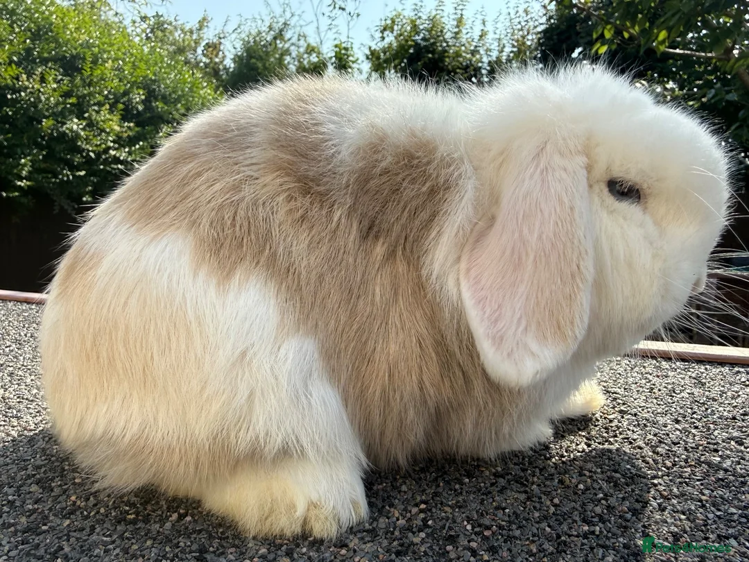 Mini Lop rabbits for sale: Lilac Harli extreme blue eyed buck  - Advert 2