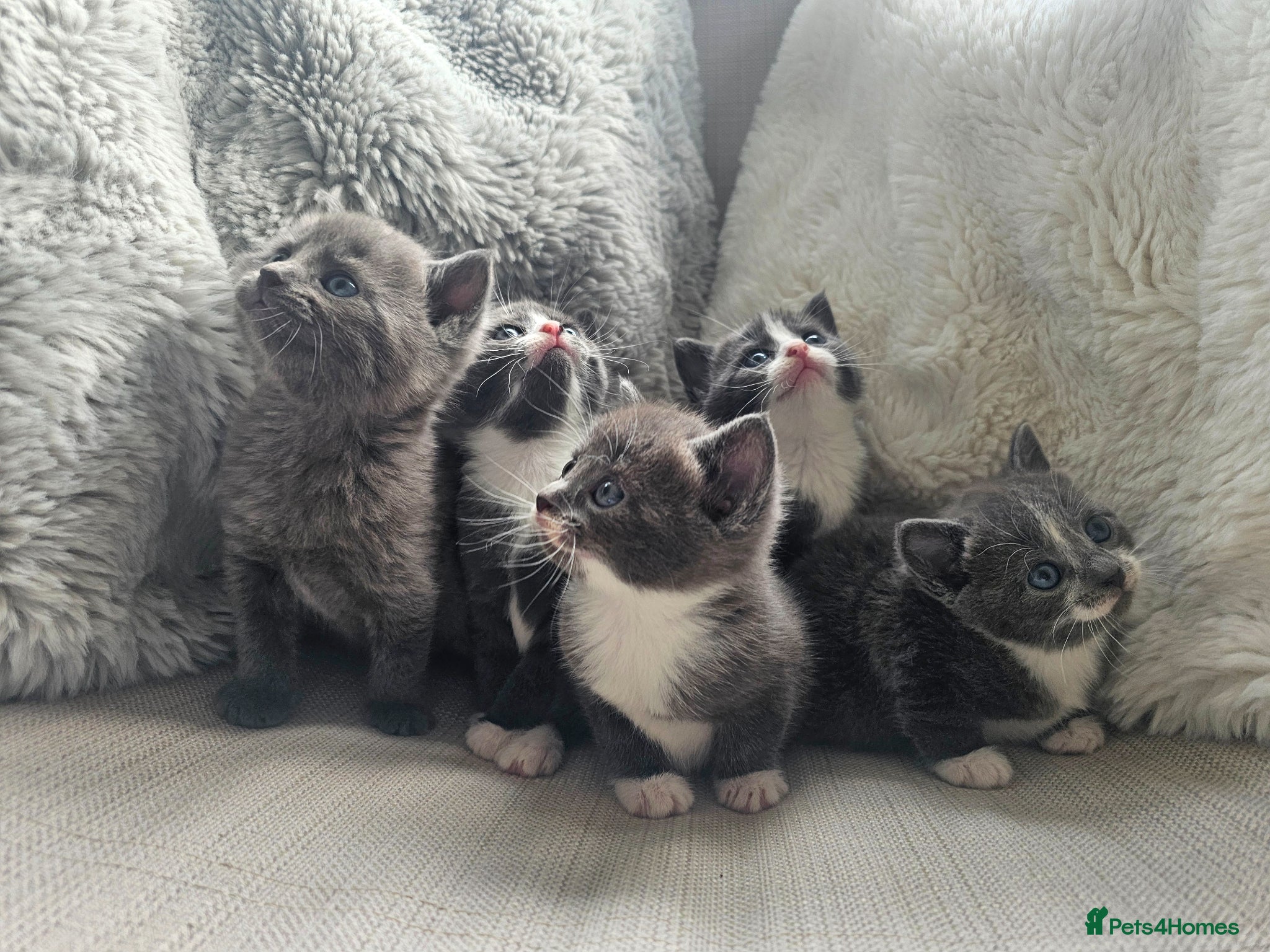 Russian Blue cats Russian Blue Mix with British Short Hair - Advert 1