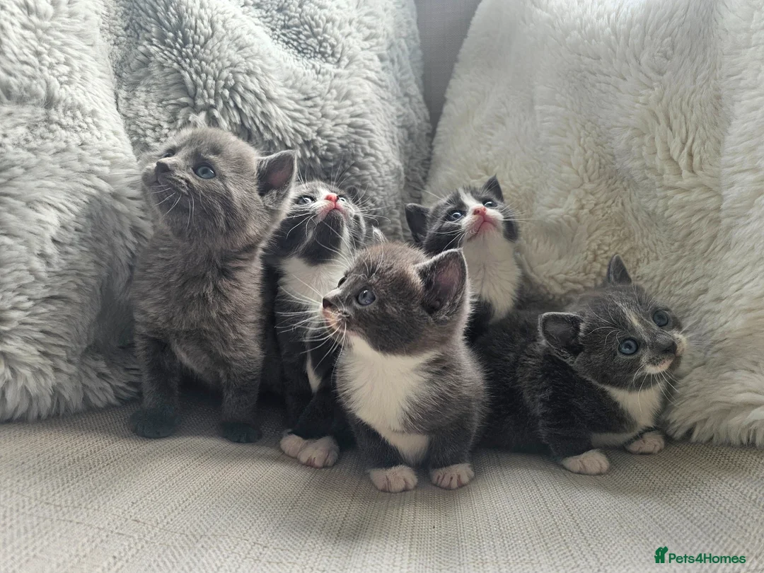 Russian Blue cats for sale: Russian Blue Mix with British Short Hair - Advert 1